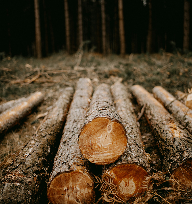 Gestapeltes Holz, das nach dem Schlägern in Reihen aufgereiht ist